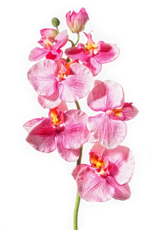 Orchidea 75cm F12-P