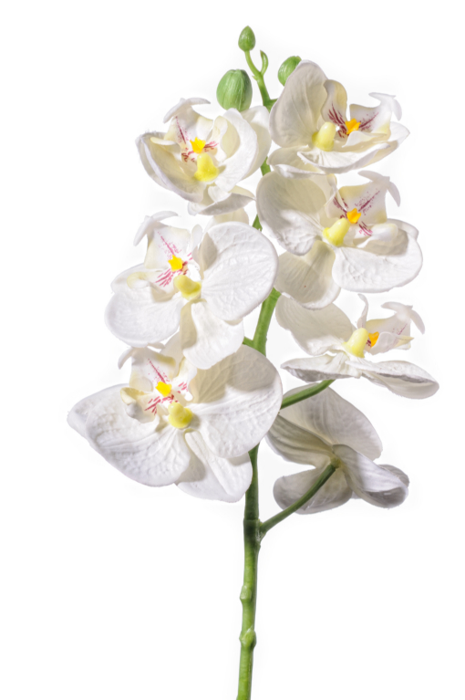 Orchidea 50cm F16-W