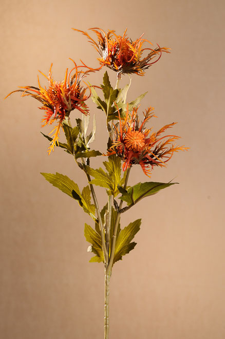 Dry Wild Sea Holly 67cm oranž.F280-O