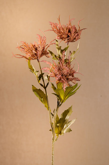Dry Wild Sea Holly 67cm ruž.F280-P