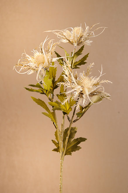 Dry Wild Sea Holly 67cm biel.F280-W