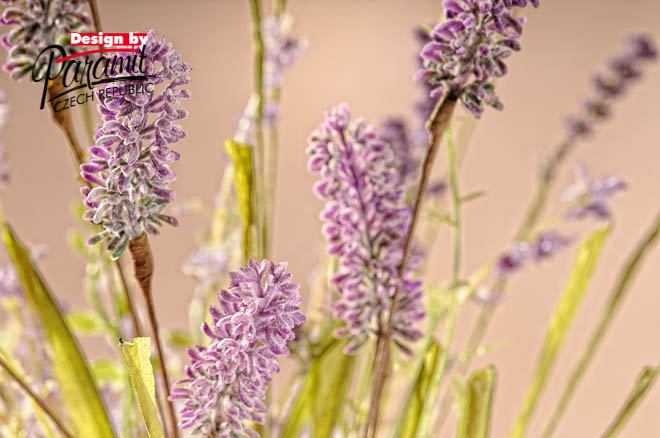 Levandula F108